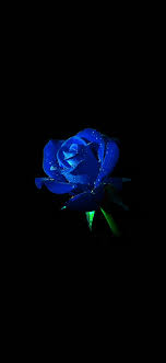 blaue Rose Tapete iPhone x ...