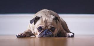 Pugs live for an average of 11 years. Pug Price How Much Is That Doggy In The Window My Dog S Name