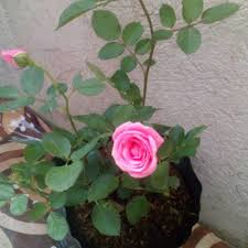 Rose Plant Pink Flower Lazada Ph