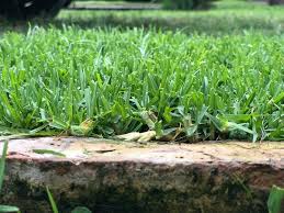 Pennisetum clandestinum (kikuyu ou herbe épaisse), résistance et entretien  minimum - Semillas Dalmau