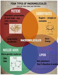 biological macromolecules study guide