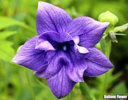 Top 50 Best Purple Flowers Small Tall