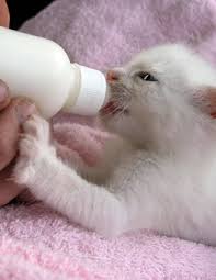 bottle feeding the newborn kitten hartz