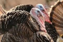 are-turkeys-dirty-animals