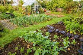 Vegetable Gardening For Beginners