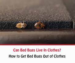 Can Bed Bugs Live In Clothes