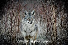 Resident Animals Redwolfsanctuary
