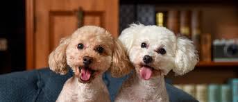 toy poodle dog breed complete guide