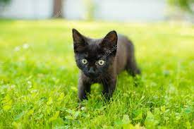 Cute black cat lying on green grass lawn, shallow depth of field Stock  Photo by ©flas88 58738135