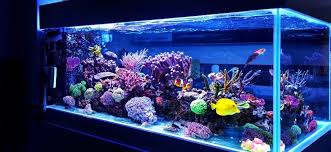 standard aquarium dimensions sizes and