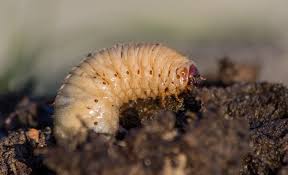 how to get rid of grubs naturally