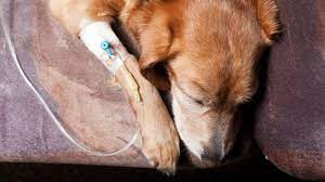 I wanted to thank you for all of your support and information that you have provided us over the past months. Diabetic Ketoacidosis In Dogs Symptoms Causes Treatments Dogtime