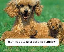 5 best poodle breeders in florida