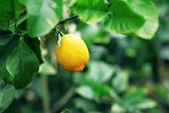 Do I need 2 lemon trees to produce fruit?