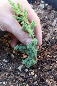 grow and care for creeping juniper