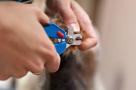 benefits of cutting dog nails short 6