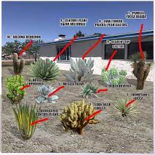 Desert Plants Names And Pictures