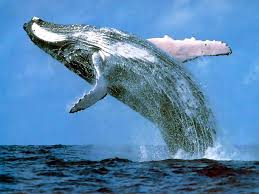 Image result for dancing whales