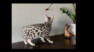 Bengal cats look feral, but are totally domestic. Silver Bengal Cat Genetic