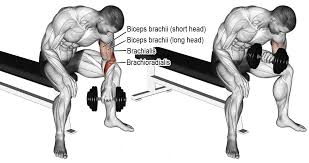 biceps breakdown
