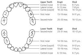 When Do Babies Get Teeth Mom Blogs Teeth Eruption Chart
