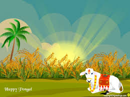Image result for pongal images