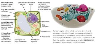 cytoplasm definition and exles