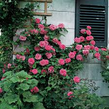 Types Of Roses And Rose Care The Home