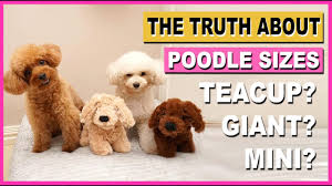 poodle sizes the truth about teacup