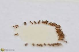 how to get rid of ants with borax by