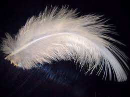 Angel Feather Colours And Their Meanings What Is The