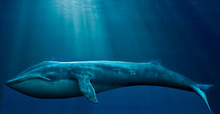 Resultado de imagem para baleia