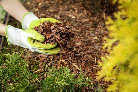 how to mulch a vegetable garden