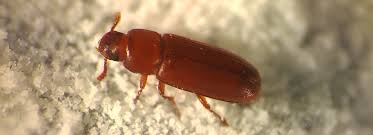 mutation enables flour beetles to sd