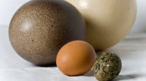 10 kinds of edible eggs that don t come