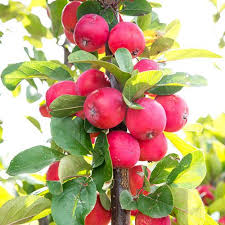 Patio fruit trees are small enough for virtually everyone to enjoy! Mini Apple Tree Malus Appletini Yougarden