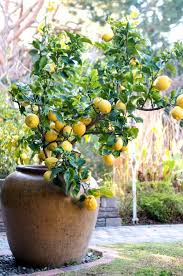 Grow Lemon Tree In Pot