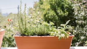 5 herbs for growing in containers