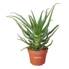 Buy aloe vera plants online. Aloe Vera Plant Delivery In Germany Regionsflorist