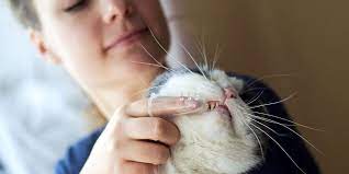 Keep your furry friend smiling with pet republique's dog & cat finger toothbrush! How To Make Brushing Your Cat S Teeth A Hassle Free Experience Daily Paws