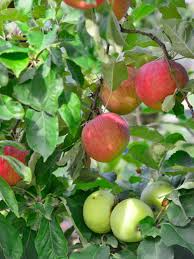 The purpose of grafting is to combine one plant's qualities of flowering or fruiting with the roots of another that offers vigour and resilience. Balancing Fruit Salad Tree Fruit How To Thin Fruit On A Fruit Salad Tree
