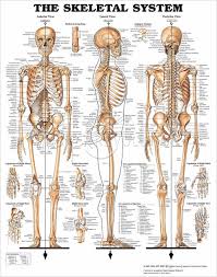 Skeletal System Chart