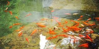Goldfish Are Suitable For Garden Ponds