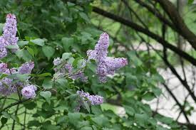 Next, select lilac varieties that grow in your grow zone. How To Grow Lilacs Miracle Gro