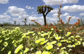 Check spelling or type a new query. Why Record Crowds Are Flocking To Joshua Tree Hint It S Not The Wildflowers Yet Orange County Register