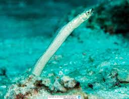 gorgasia maculata whitespotted garden eel