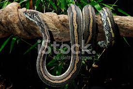 striped coastal carpet python stock