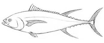 Drawing sites and drawing websites go over it plenty. How To Draw A Fish Easily Adobe
