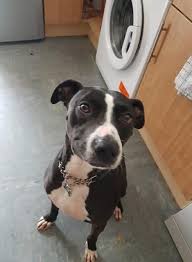 This breed tends to have a very even temper and affectionate nature, making him a terrific companion for. Hoby 6 Year Old Male Staffordshire Bull Terrier Cross Whippet