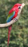 Image result for About Greenwing Macaw
